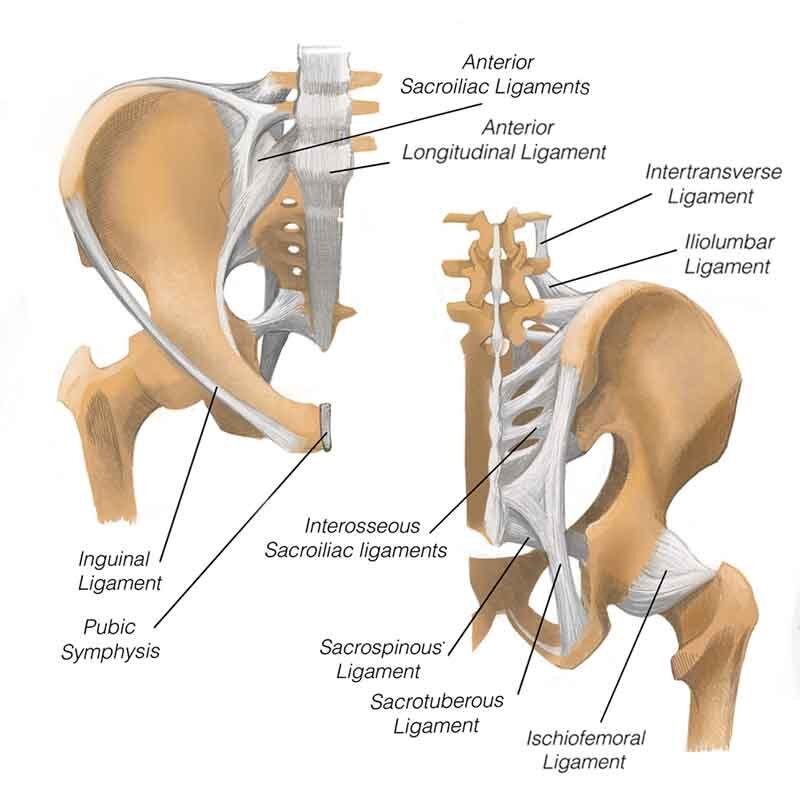 Pelvic ligaments become lax during pregnancy Pelvic ligaments become lax during pregnancy giving rise to movement and instability within the pelvis, thus causing pain and muscle tenderness